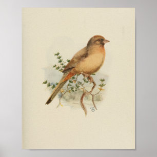 Vintag Bird Brown Print Poster