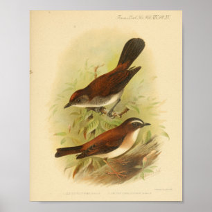 Vintag Bird Brown White Print Poster