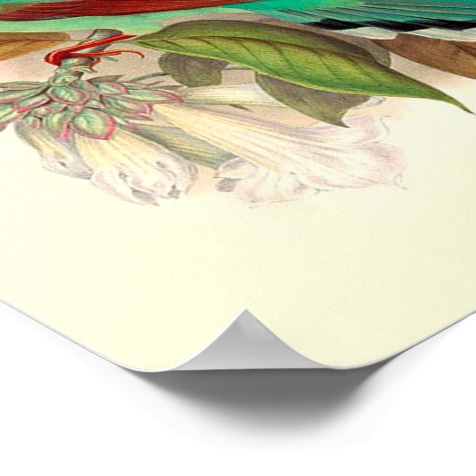 Vintag Bird Poster (Ecke)