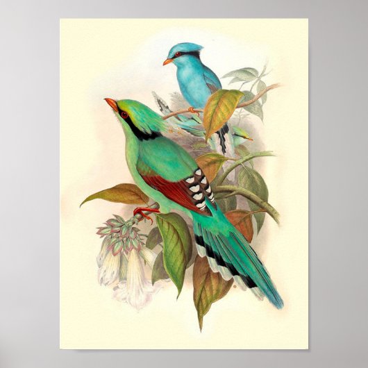 Vintag Bird Poster (Vorne)