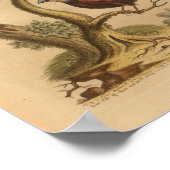 Vintag Bird Red Blue Butterfells Print Poster (Ecke)