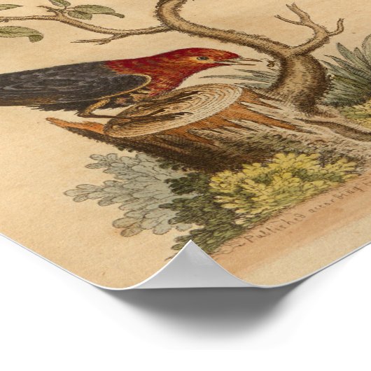 Vintag Bird Red Blue Print Poster (Ecke)