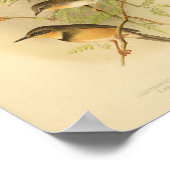 Vintag Bird Red Yellow Brown Print Poster (Ecke)