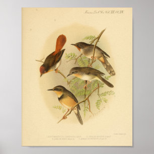 Vintag Bird Red Yellow Brown Print Poster