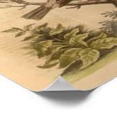 Vintag Bird-Speckling Poster (Ecke)