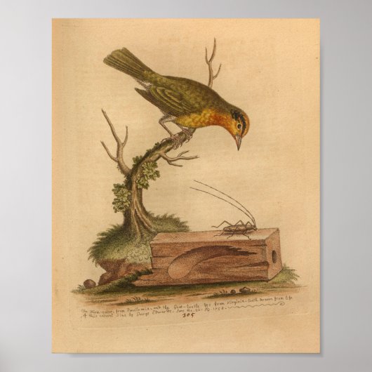 Vintag-Bird-Yellow-Cricket Poster (Vorne)