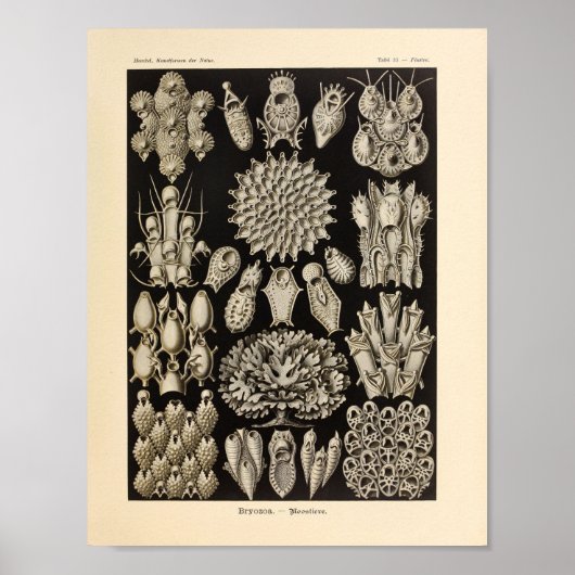 Vintag Black Ernst Haeckel Ocean Life Print Poster (Vorne)