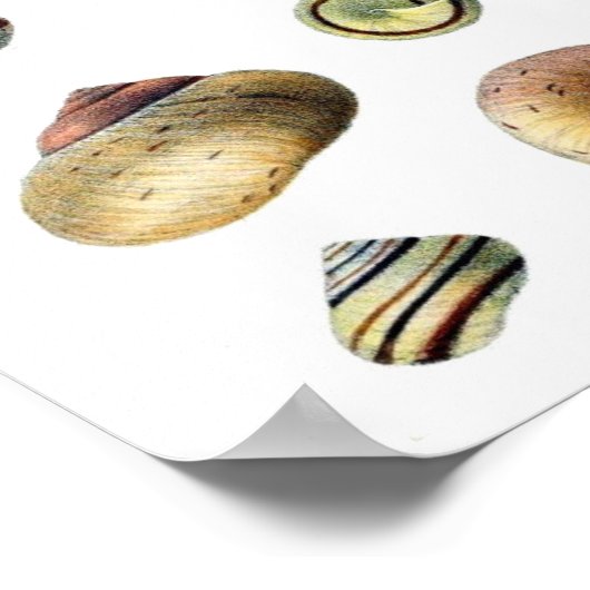 Vintag-blaues Seashells-Poster Poster (Ecke)