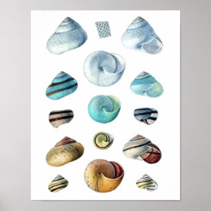 Vintag-blaues Seashells-Poster Poster