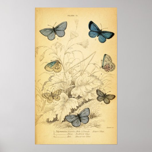 Vintag Blue Butterfells Poster (Vorne)