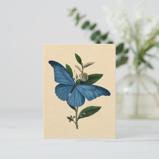 Vintag Blue Butterfly Postkarte (Stehend Vorderseite)