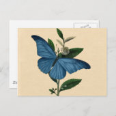 Vintag Blue Butterfly Postkarte (Vorne/Hinten)