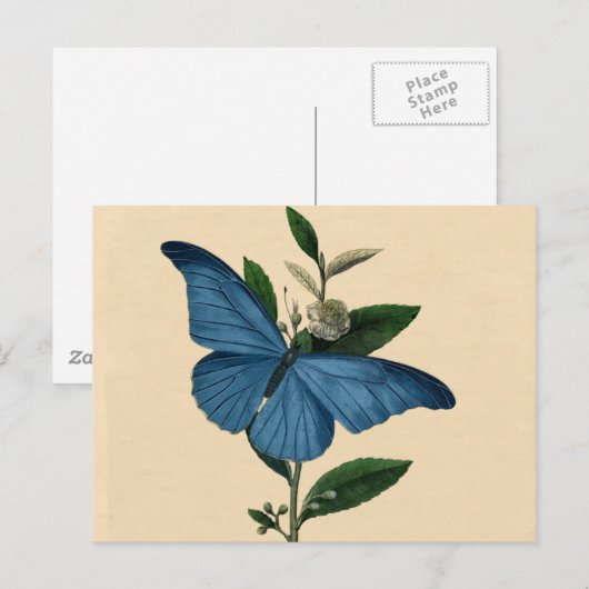 Vintag Blue Butterfly Postkarte (Vorne/Hinten)