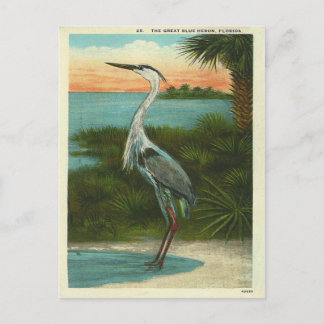Vintag Blue Heron Florida Postkarte