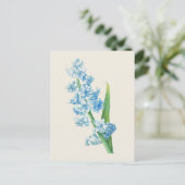 Vintag Blue Hyacinth Botanische Illustration Postkarte (Stehend Vorderseite)