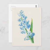 Vintag Blue Hyacinth Botanische Illustration Postkarte (Vorne/Hinten)