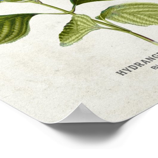 Vintag Blue Hydrangea Botanical Poster (Ecke)