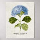 Vintag Blue Hydrangea Botanical Poster (Vorne)