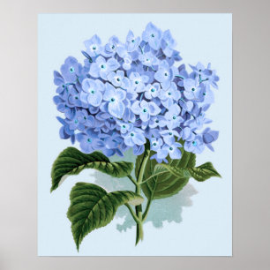 Vintag Blue Hydrangea Poster