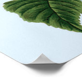 Vintag Blue Hydrangea Poster (Ecke)