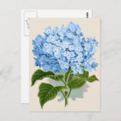 Vintag Blue Hydrangea Postkarte (Vorne/Hinten)