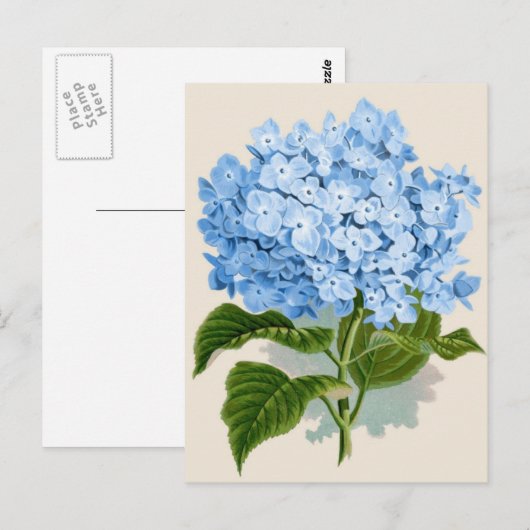 Vintag Blue Hydrangea Postkarte (Vorne/Hinten)