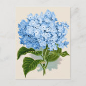 Vintag Blue Hydrangea Postkarte (Vorderseite)