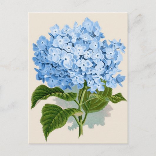 Vintag Blue Hydrangea Postkarte (Vorderseite)