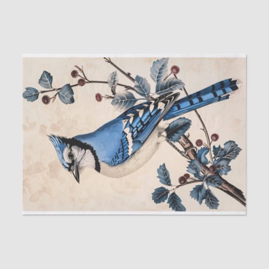 Vintag Blue Jay Illustration Decoupage Seidenpapier (Vorderseite)