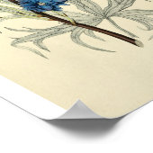 Vintag Blue Larkspur Blume Poster (Ecke)