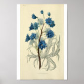 Vintag Blue Larkspur Blume Poster (Vorne)