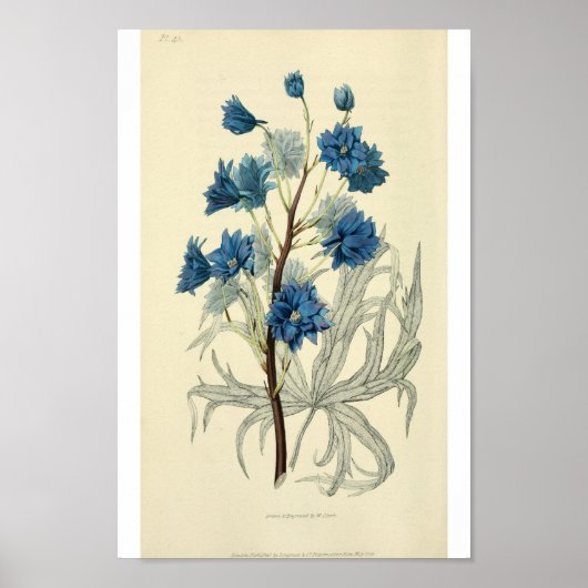 Vintag Blue Larkspur Blume Poster (Vorne)