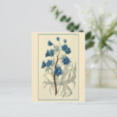 Vintag Blue Larkspur Blume Postkarte (Stehend Vorderseite)