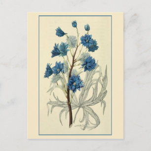 Vintag Blue Larkspur Blume Postkarte