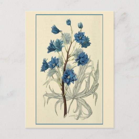 Vintag Blue Larkspur Blume Postkarte (Vorderseite)