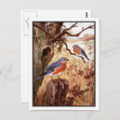 Vintag Bluebird von Robert Bruce Horsfall Postkarte (Vorne/Hinten)