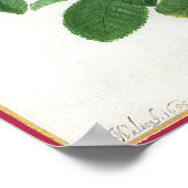 Vintag blühende Blume, Frühjahrsgärten-Rose Poster (Ecke)