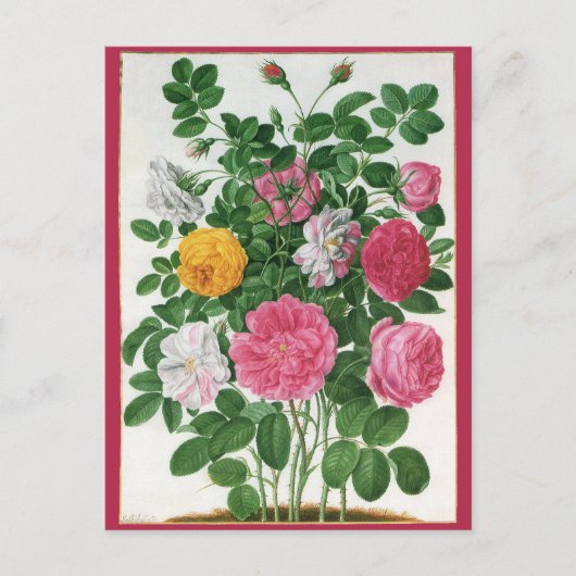 Vintag blühende Blume, Frühjahrsgärten-Rose Postkarte (Vorderseite)