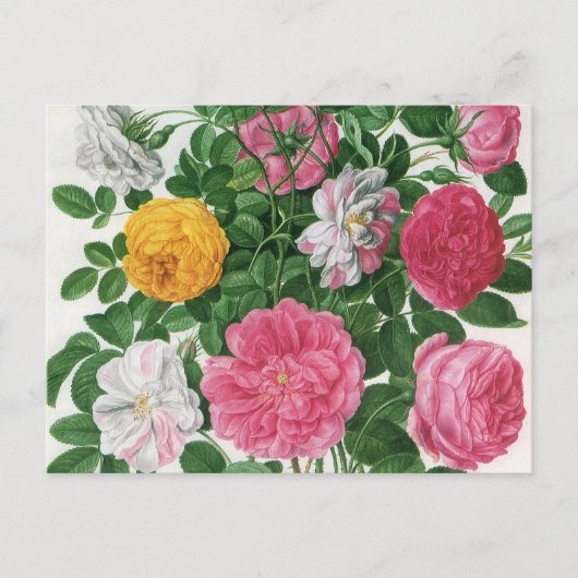 Vintag blühende Blume, Frühjahrsgärten-Rose Postkarte (Vorderseite)