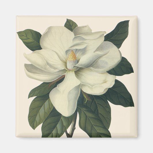 Vintag blühende weiße Magnolia-Blossom-Blume Magnet (Vorne)
