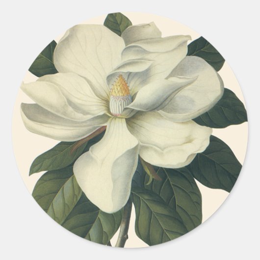 Vintag blühende weiße Magnolia-Blossom-Blume Runder Aufkleber (Vorderseite)