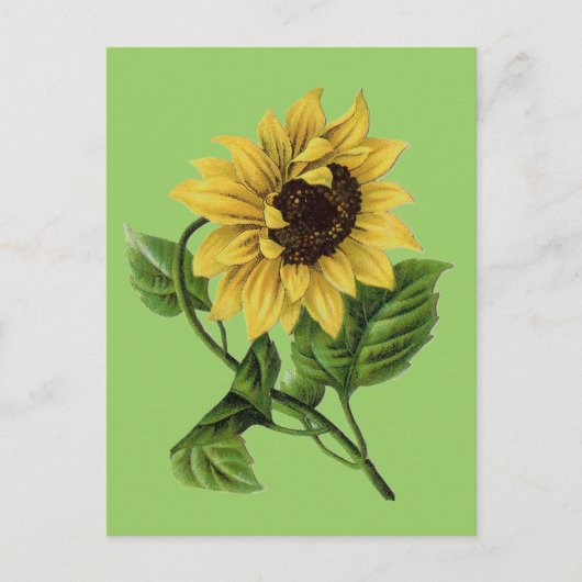 Vintag Botanicals Dandy Sunflower Postkarte (Vorderseite)