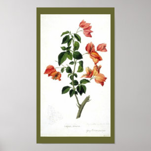 Vintag Botanisch-Blume-Bouganville Poster