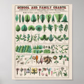 Vintag Botanisch: Formulare Poster (Vorne)
