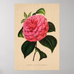 Vintag Botanisch - Kamelien Clodia Poster