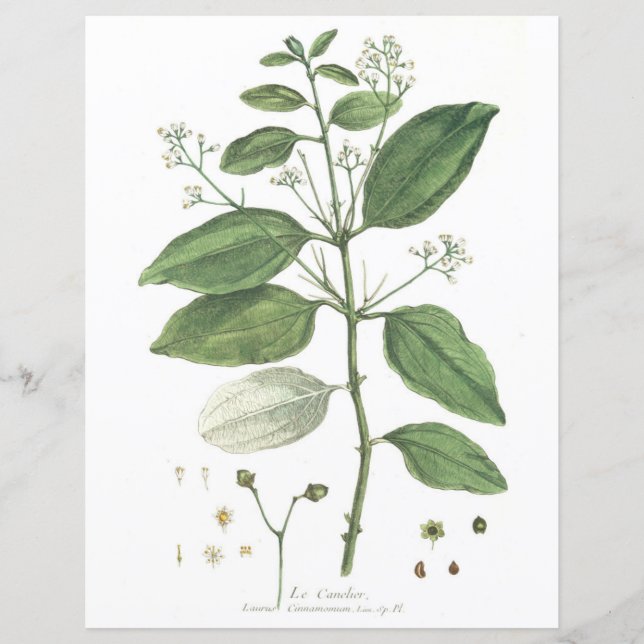 Vintag, botanisch, La Canelier (Vorderseite)