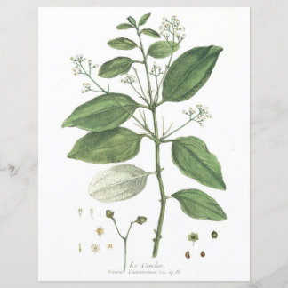Vintag, botanisch, La Canelier