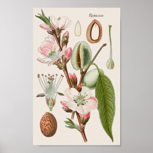 Vintag botanisch poster (Vorne)
