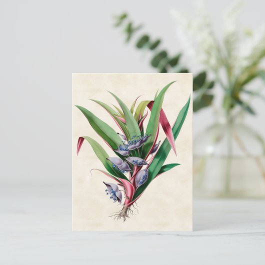 Vintag Botanisch Postkarte (Stehend Vorderseite)