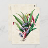 Vintag Botanisch Postkarte (Vorne/Hinten)